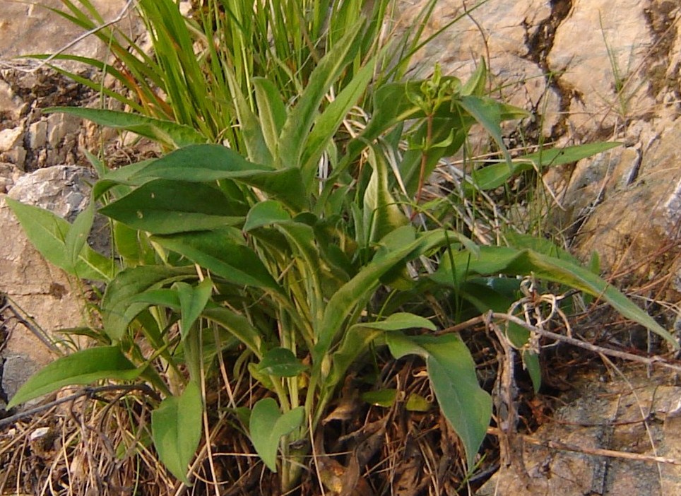 Identificazione: Verbascum?